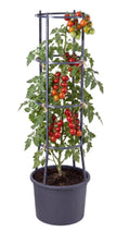 Self Watering 4 Tier Tomato Planter